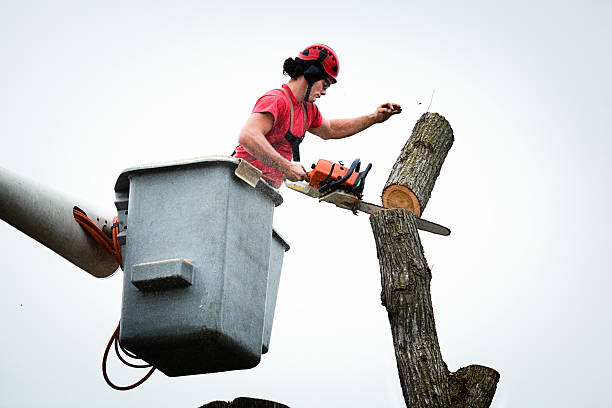 Shelburne Falls, MA Tree Removal Services Company